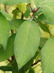 Hydrangea aspera 'Goldrush' - Gros plan sur grandes feuilles vertes, allongées, lancéolées,...