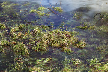 The bright and colorful surface of a frozen swamp on a cold spring morning.