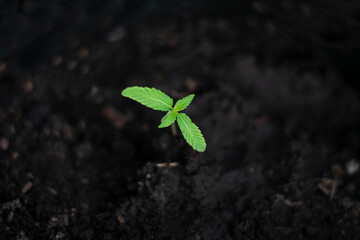 small marijuana plant growing in the ground in the center of the image
