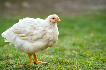 Hen feed on traditional rural barnyard. Close up of chicken standing on barn yard with green grass. Free range poultry farming concept.