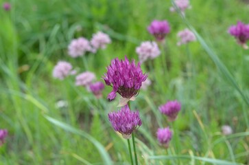 Blooming wild onion, scientific name Allium barsczewskii