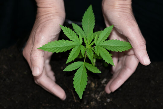 Small marijuana plant growing on the ground being cared for by a person whose hands can be seen working the land