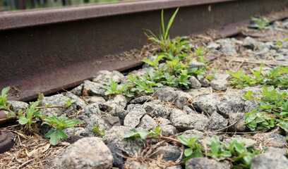 old rusty train line with preda and plants around


