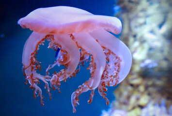 Cassiopea, or upside-down jellyfish