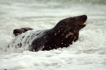 seal in water