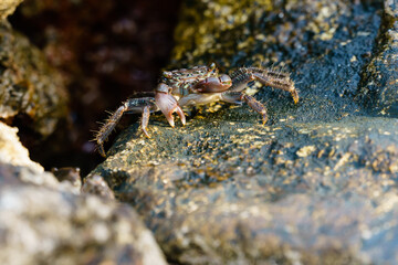 Crab on a stone
