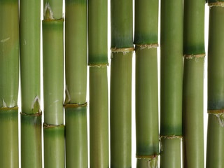 Green bamboo sticks isolated on white 