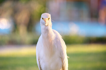 White cattle egret wild bird, also known as Bubulcus ibis walking on green lawn in summer
