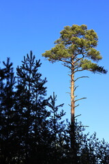 Pine tree on the background of blue sky beautifully lit by the sun. Wallpaper. 