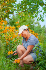 A woman is working in the garden, picking flowers. Garden work. Gardening.