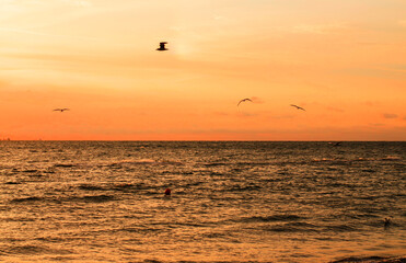 Sea at the sunrise. Seagulls flying at the coast near the sea, looking into a water, trying to catch a fish. These are early house of the dawn, waiting all in bright orange colours.