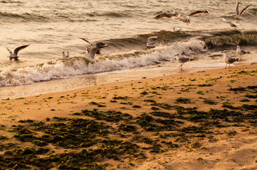 Fototapeta premium Sea at the sunrise. Seagulls flying at the coast near the sea, looking into a water, trying to catch a fish. These are early house of the dawn, waiting all in bright orange colours.