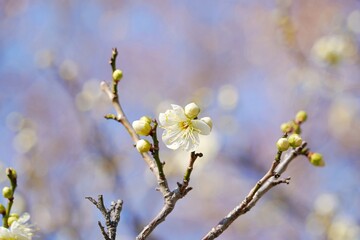 White Plum Angle for Spring