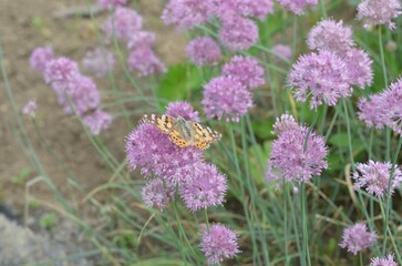 Blooming pink onion, scientific name Allium pallasii