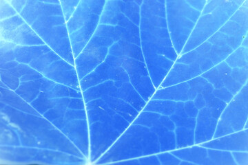 Maple leaf closeup veins fractal structure blue X-ray concept