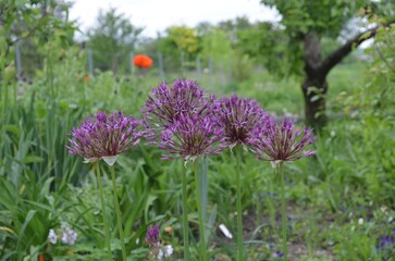 Blooming ornamental onion, Allium  'Purple Rain'