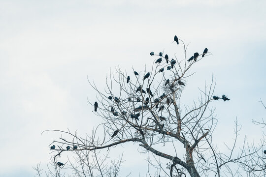 birds silhouettes on the tree