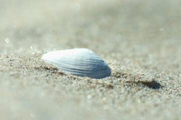 Muszelka leży na plaży częściowo zakopana w drobnym piasku. Tonacja delikatnie pastelowa.