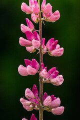 Lupinus stem with its beautiful pink flowers