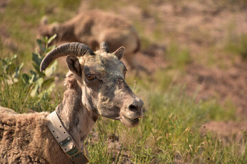 Chatting Bighorn Sheep with His Mouth Parted