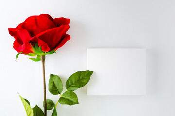 Large rose with white box on white background