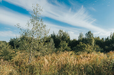 Obraz premium tree in a glade on a sunny day 