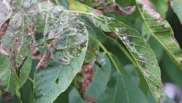 Lots of Caterpillars consuming the leaves of a walnut tree in late summer