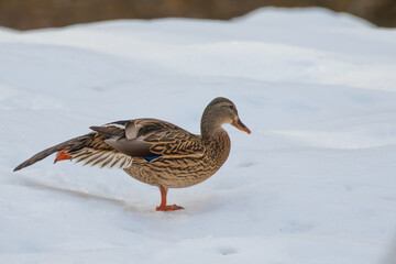 Mallard Hen Relaxes on a Snowbank in Winter