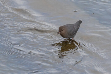 American Dipper Catches a Nymph on a Cold Winter Day