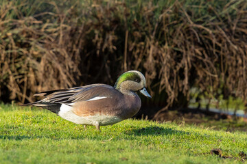Handsome Drake Wigeon Duck in Grassy Park