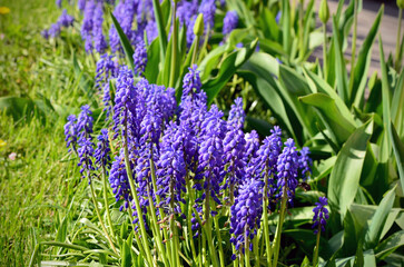 Naklejka premium blue muscari beautiful small flowers in the flowerbed