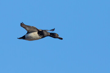 Scaup Duck Checks Out a Landing Spot