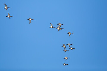 Flock of Scaup Ducks on a Bluebird Winter Day