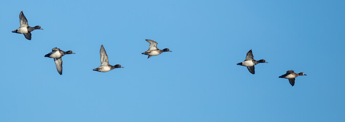 Flock of Scaup Ducks on a Bluebird Winter Day
