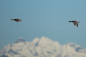 Mallard Drake and Hen Duck in Front of Cascade Mountain Peak