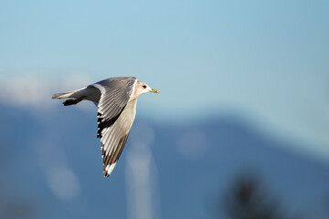 Graceful Short Billed (Mew) Gull in Flight