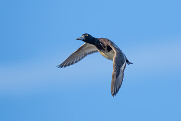Scaup Duck in Flight on a Bluebird Day