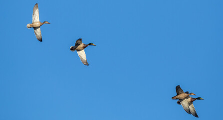 Two Pair of Mallards Bank in Flight on a Blue Wintry Day