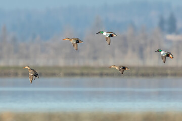 Flock of Northern Shovelers in Flight Landing