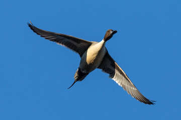 Handsome Drake Pintail Duck on a Bluebird Winter Day