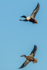 Fototapeta premium Pair of Northern Shovelers in Flight on a Bluebird Day