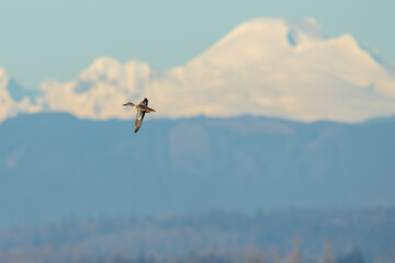 Hen Northern Shoveler in Front of Mt. Baker