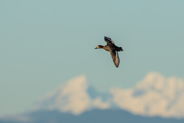 Scaup Hen Duck in Front of Cascade Mountain Peak