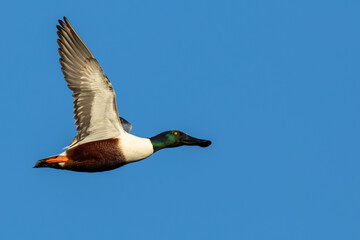 Fototapeta premium Drake Northern Shoveler in Flight