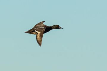 Scaup Duck in Flight on a Bluebird Day
