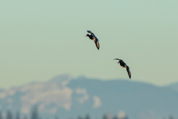 Fototapeta na wymiar Pair of Scaup in Flight