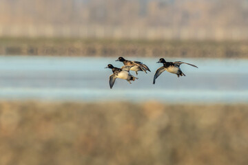 Flock of Scaup Ducks Landing on a Bluebird Winter Day