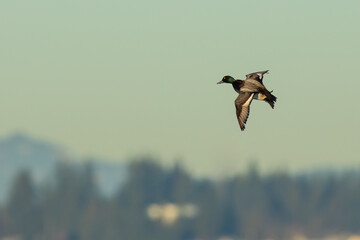 Scaup Duck Landing on a Bluebird Winter Day