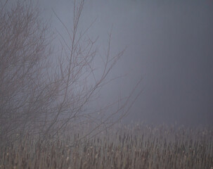 Foggy Woodland Marsh in Winter