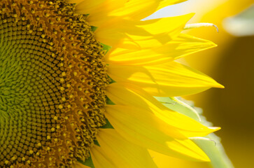 sunflower flower close up view, yellow flower with intense yellow petals